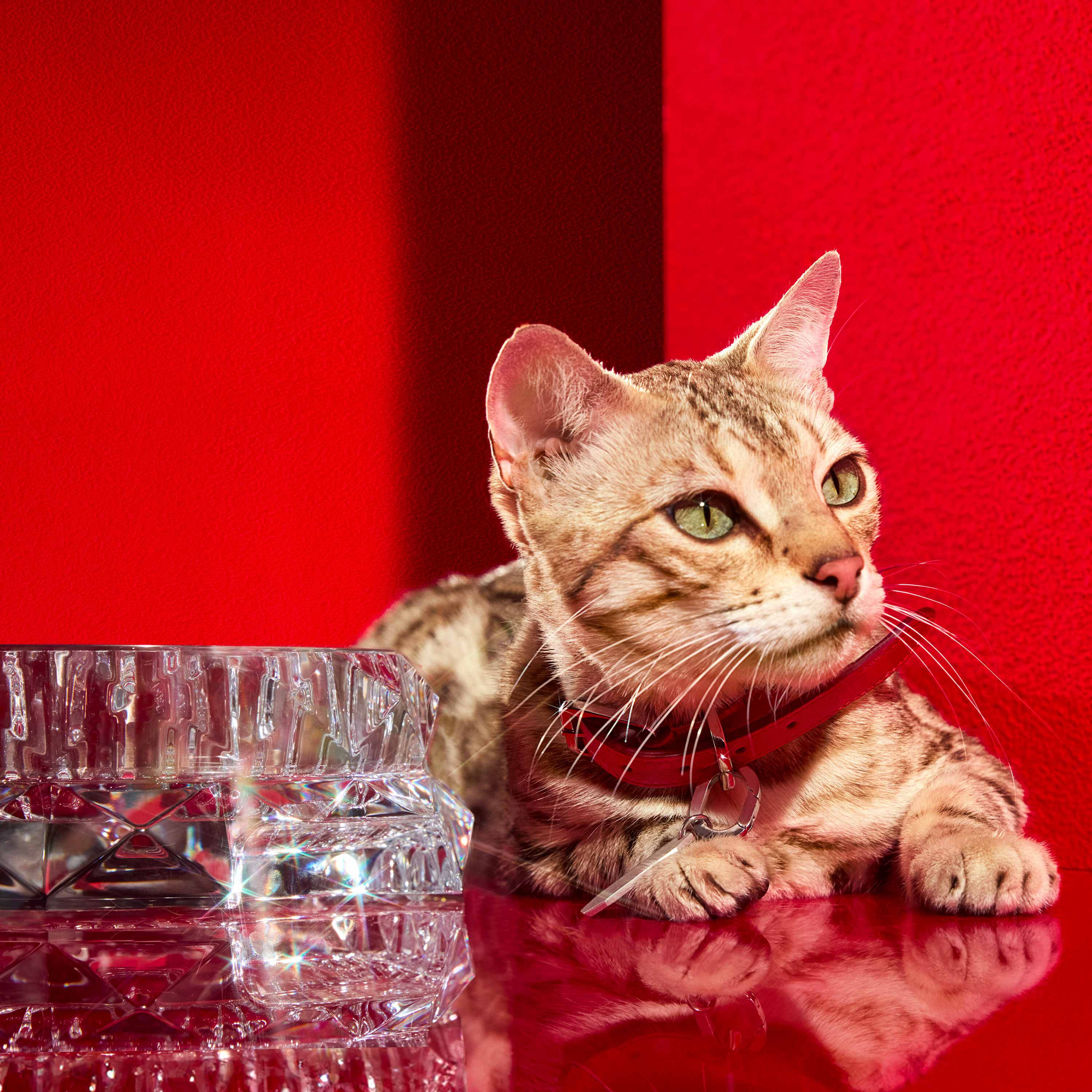 Baccarat バカラ ルクソールS ルクソール ペットボウル S | バカラ 日本