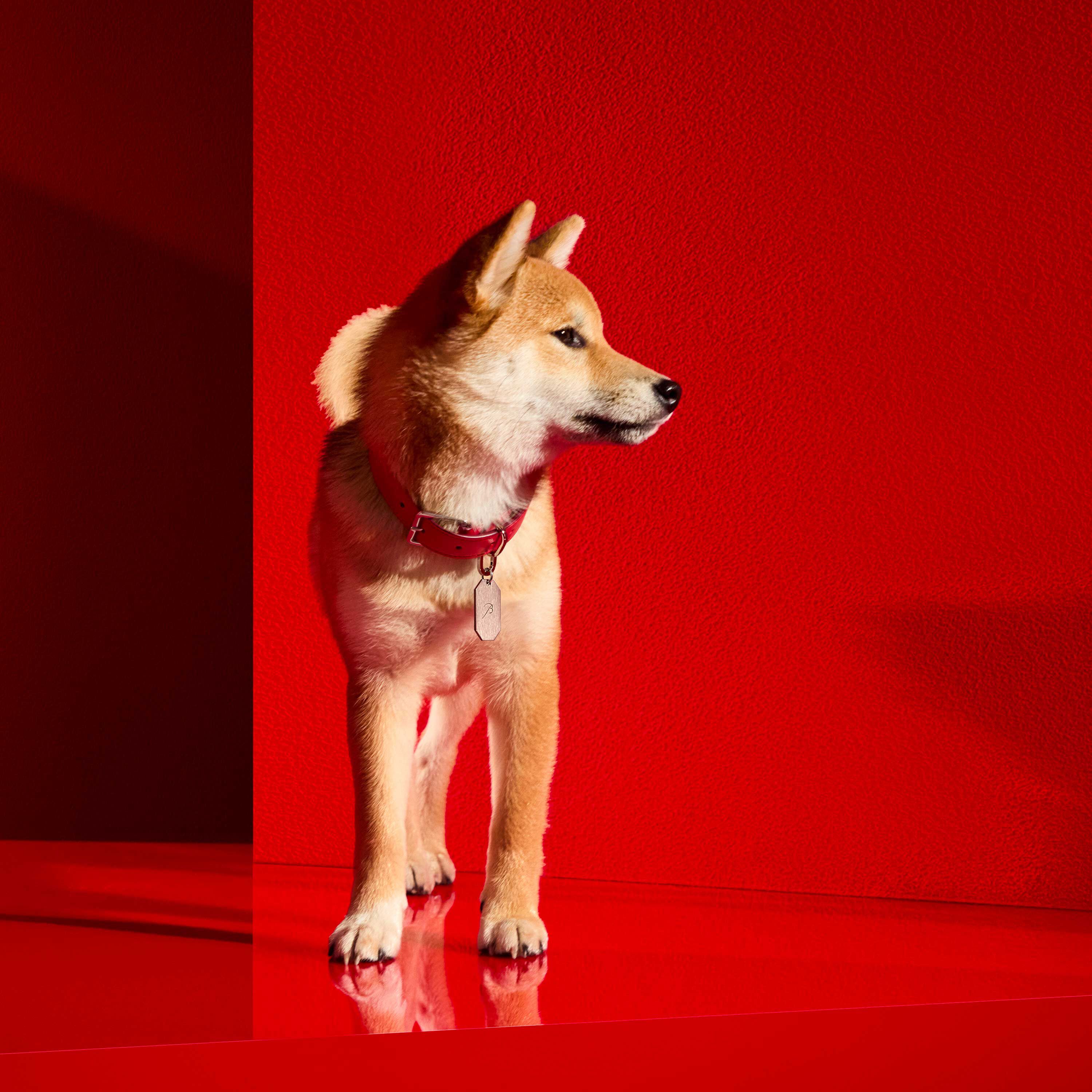 Louxor Pet Collar L | Baccarat United States