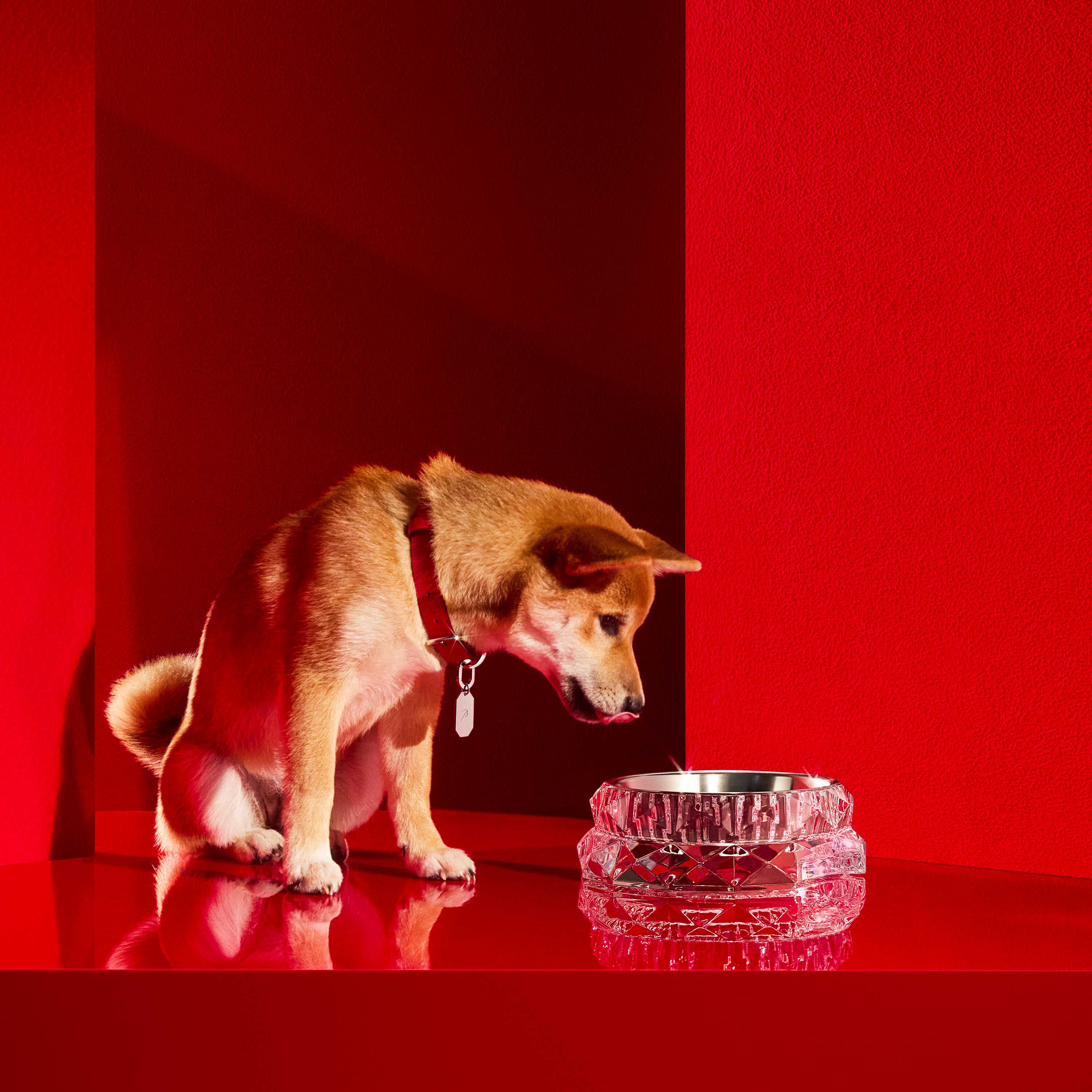 Baccarat　dog gold　　departmentstore Amazon.com: Baccarat Crystal Zodiac Dog : Home & Kitchen