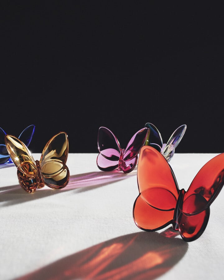 butterfly Collection