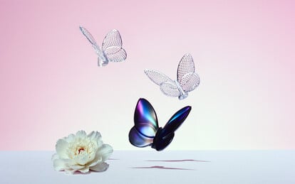 Lucky Butterfly