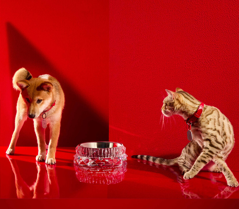 Dogs and cats collection