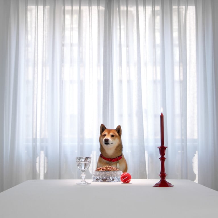 Dogs and cats collection
