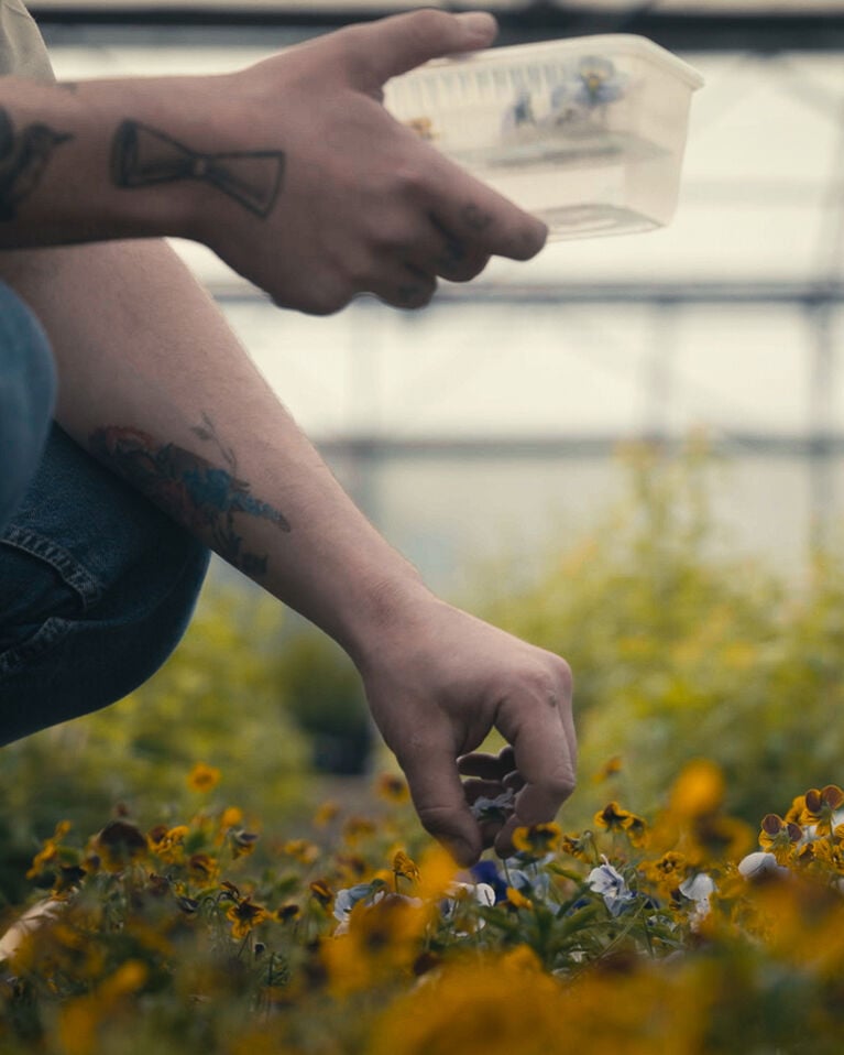 Gathering flowers