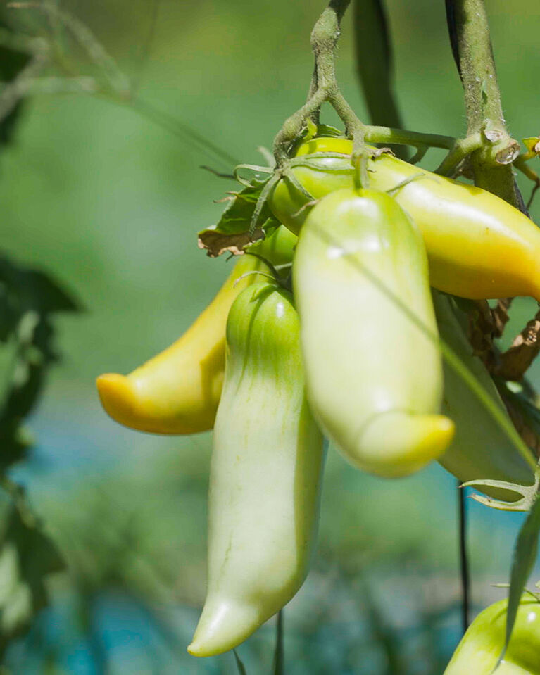Peppers grown in the vegetable garden