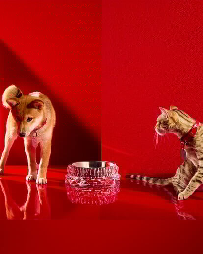 Cat and dog wearing Louxor Collar