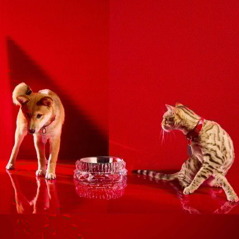 Dogs and cats Collection