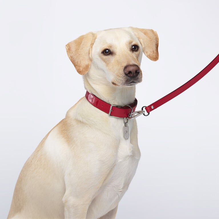 Louxor Pet Collar L Baccarat in Leather Red